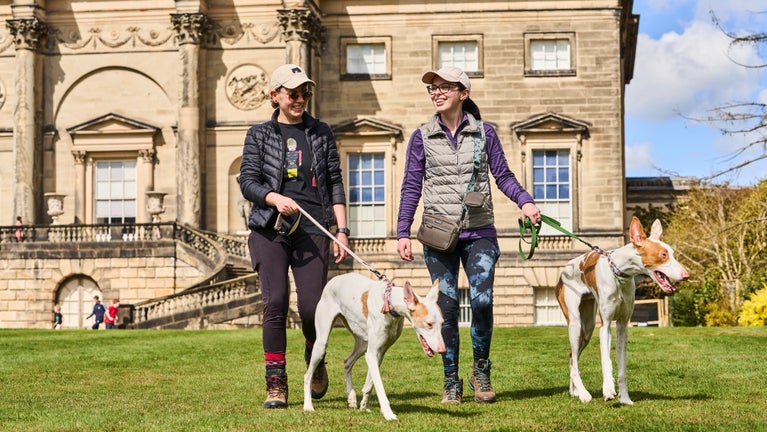 Two people wearing walking boots, baseball caps and outdoor clothing walking dogs with Kedleston Hall in the background